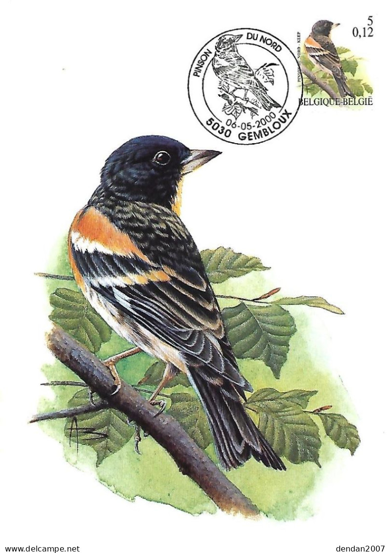 Belgium  - Buzin - Maximum Card 2000 Gembloux : Brambling  -  Fringilla Montifringilla - 1991-2000