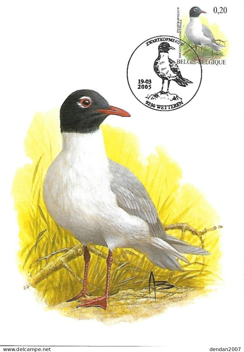 Belgium  - Buzin - Maximum Card 2005 Wetteren : Mediterranean Gull  -  Ichthyaetus Melanocephalus - 2001-2010