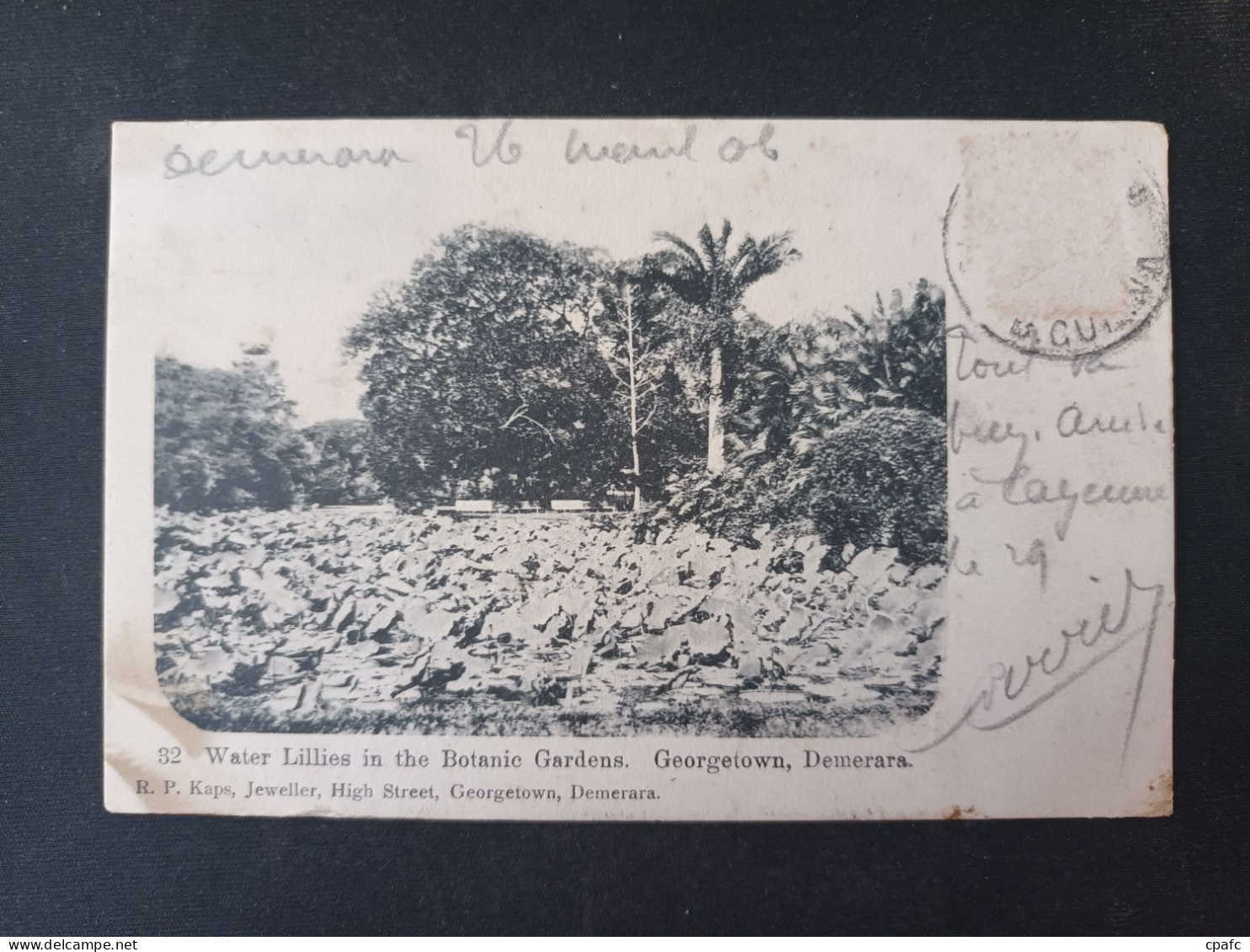 Guyana - Water Lillies In The Botanic Gardens - Georgetown, Demerara - Guyana (voorheen Brits Guyana)