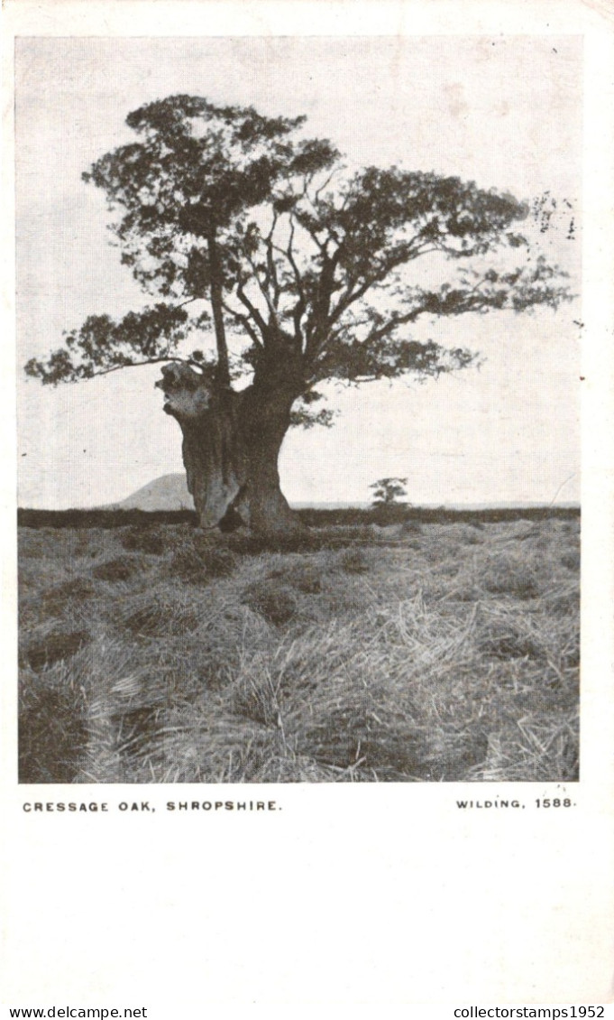 SHROPSHIRE, CRESSAGE OAK, WILDING, 1588, UNITED KINGDOM - Shropshire