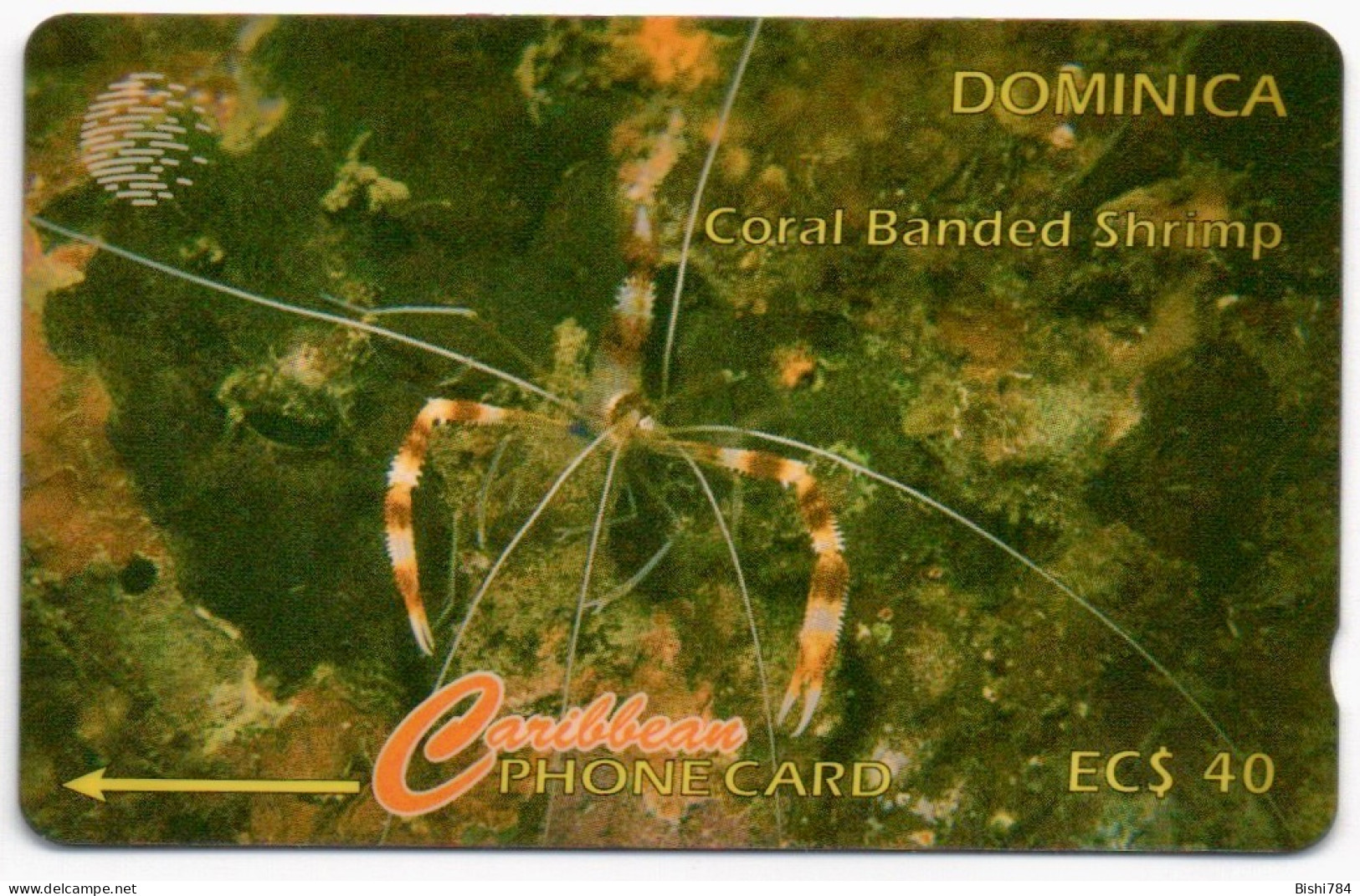 Dominica - Coral Banded Shrimp - 7CDMD (with Regular O) - Dominique