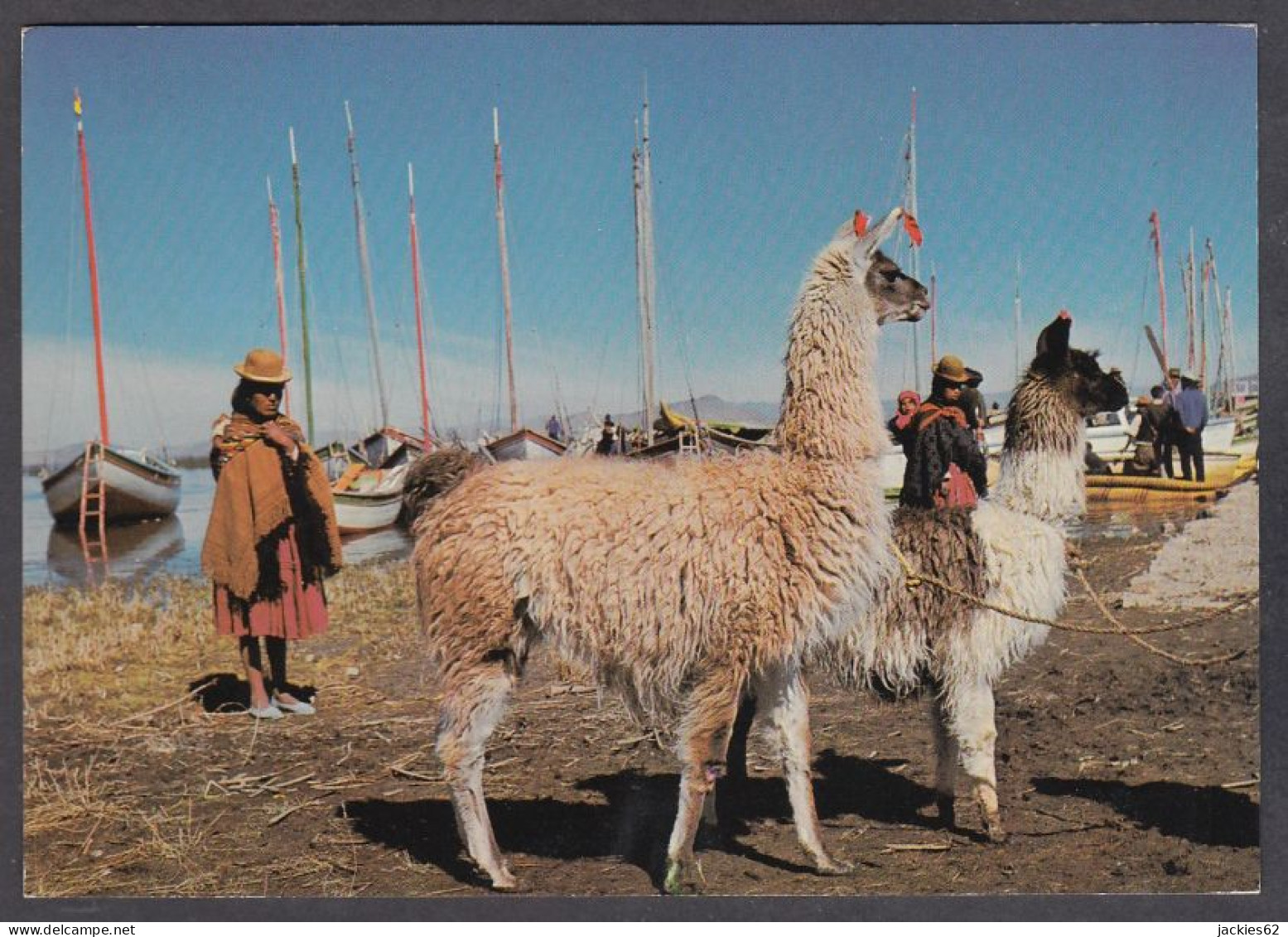 127545/ Lago Titicaca, Llamas - Bolivie