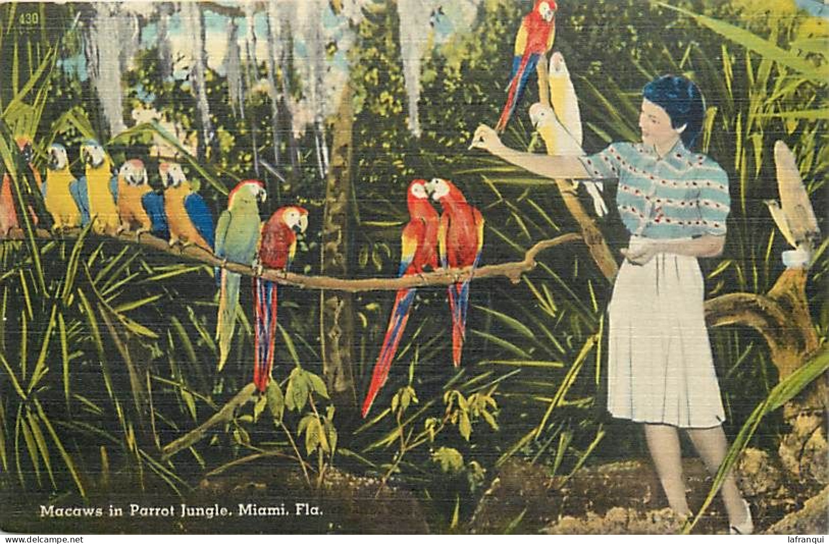 Pays Div-ref DD892-etats Unis-usa -perroquets -perroquet -macasw In Parrot Jungle In Miami - Florida - - Miami