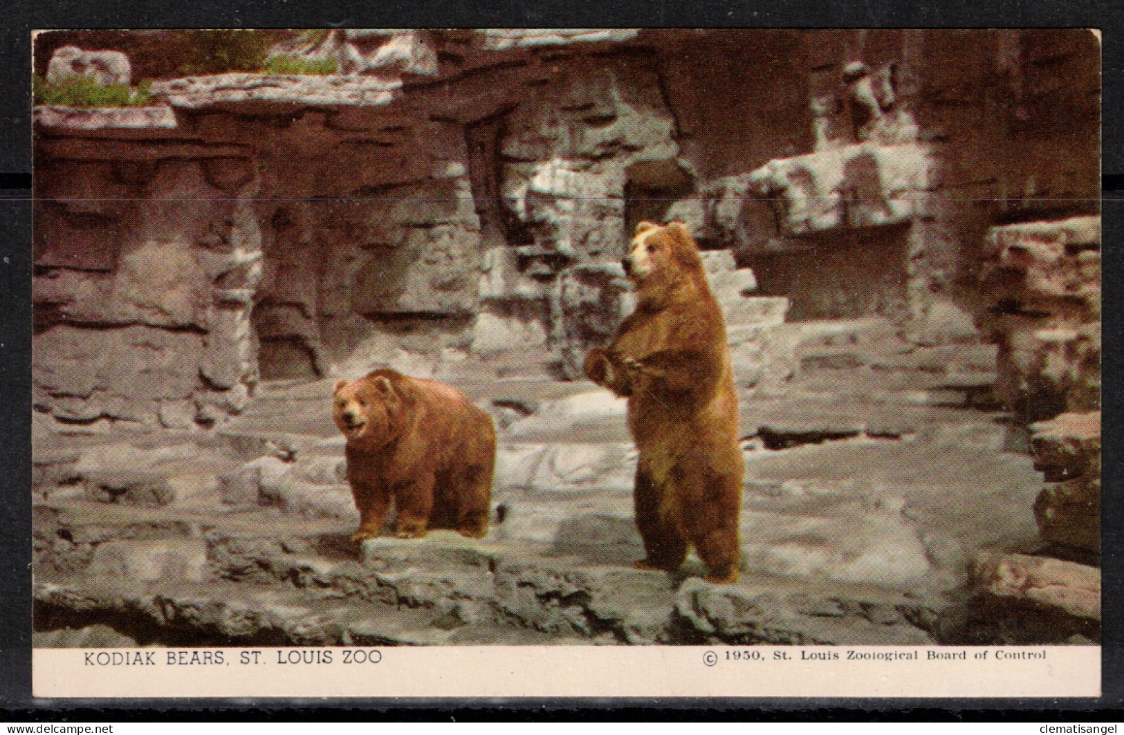 484z * ST.LOUIS ZOO * EIN  PAAR VON KODIAK BÄREN 1945 AUS ALASKA **! - St Louis – Missouri