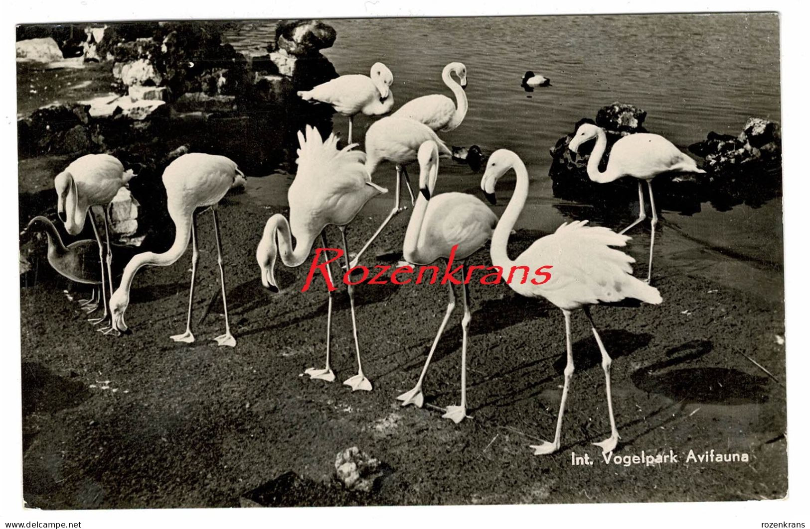 Alphen Aan Den Rijn - Vogelpark Avifauna Flamingo Flamant Rose Jardin Zoologique Tiergarten Dierentuin Zoo - Alphen A/d Rijn
