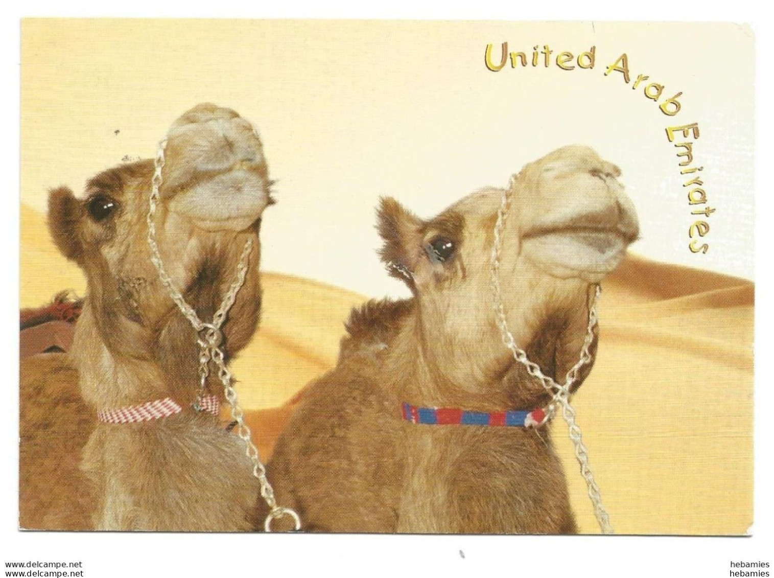 CAMELS - The Desert Ship - UNITED ARAB EMIRATES - - Emirats Arabes Unis