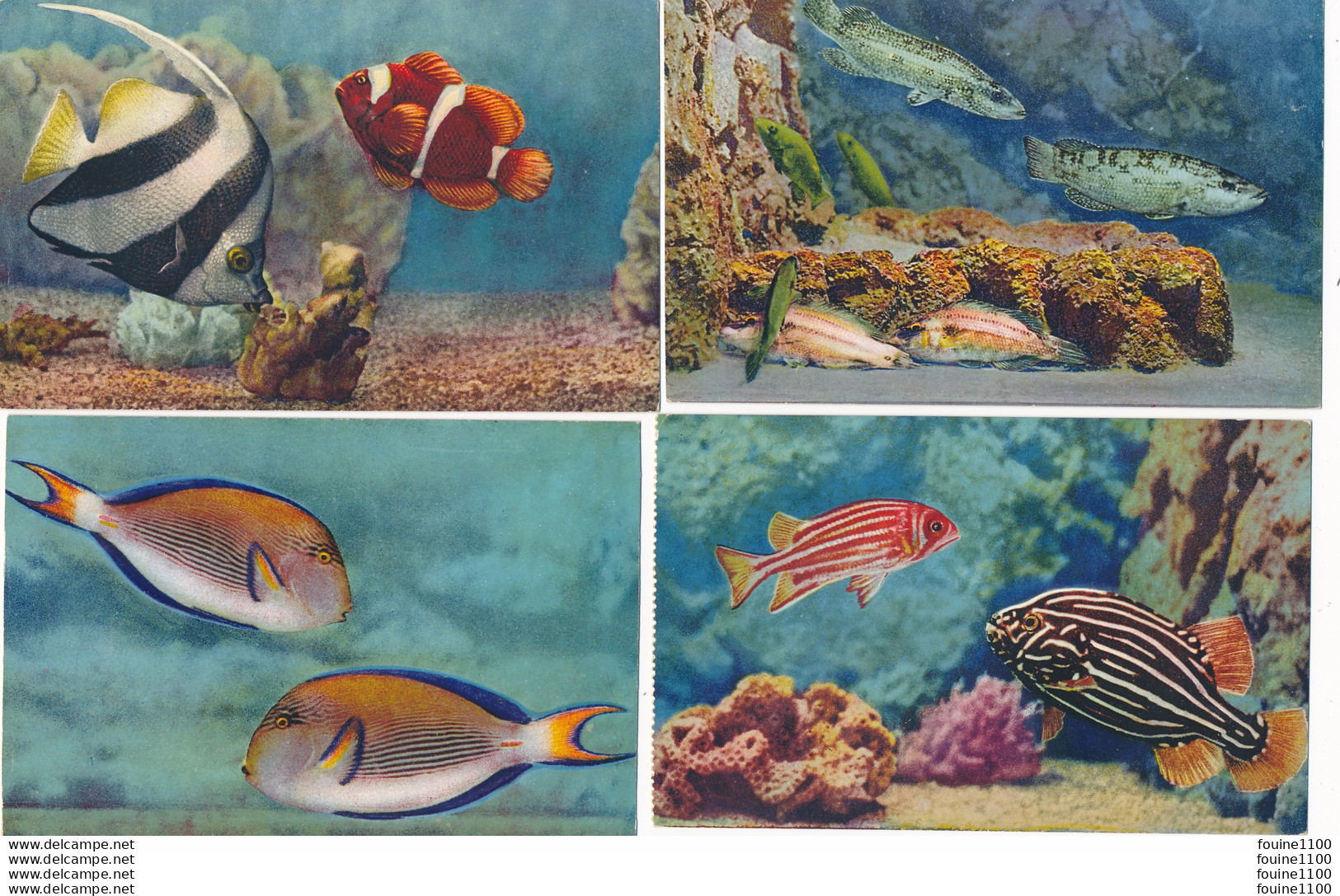 LOT De 12 Cartes De MONACO L' Aquarium ( Propriété Du Musée Océanographique ) Poisson Exotique - Ozeanographisches Museum