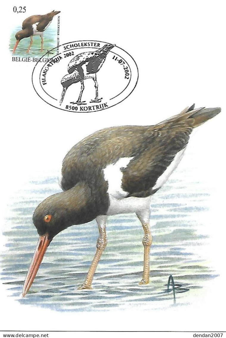 Belgium  - Buzin - Maximum Card 2002 Kortrijk -  Eurasian Oystercatcher  -  Haematopus Ostralegus - 1991-2000