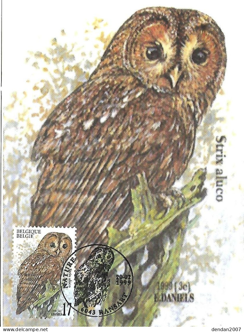 Belgium  - Daniels - Maximum Card 1999 Ransart :   Tawny Owl  -  Strix Aluco - 1991-2000