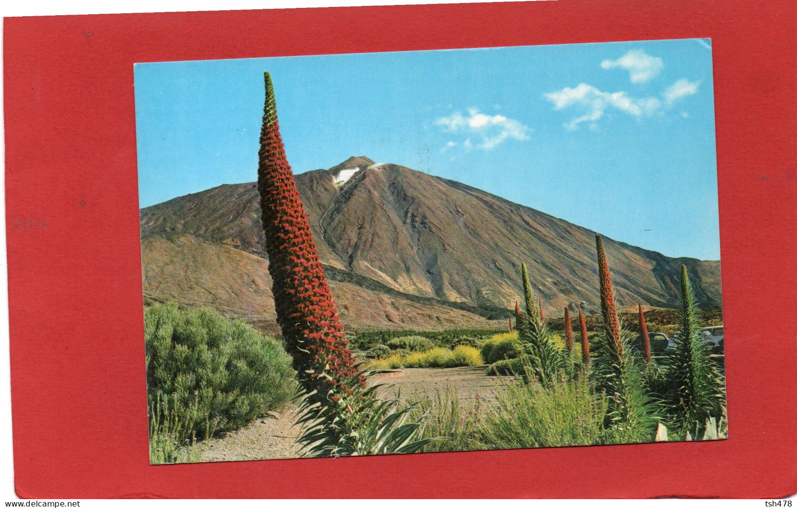 ESPAGNE---TENERIFE---Tajinastes En Flor Al Pie Del Teide--voir 2 Scans - Tenerife