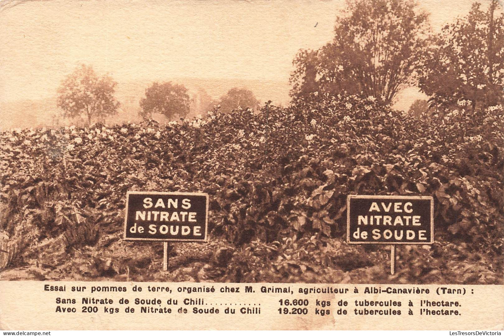 FRANCE - Albi - Canavière -Essai Sur Pommes De Terre - Organisé Chez Grimal - Agriculteur - Carte Postale Ancienne - Albi