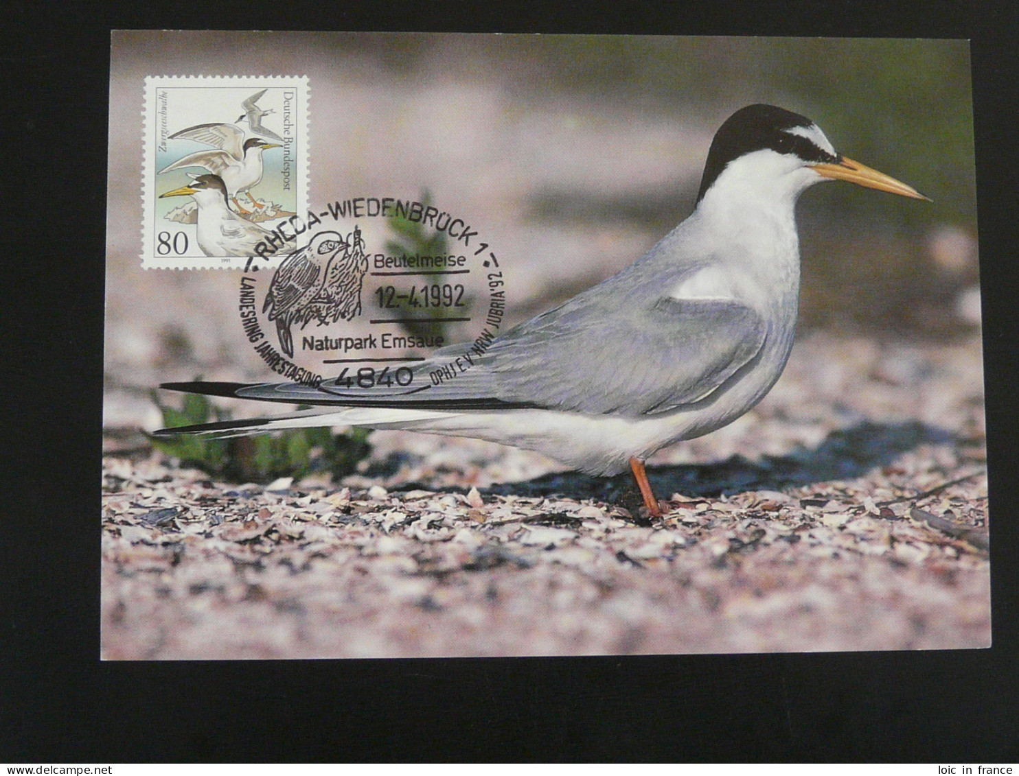 Carte Maximum Card Mouette Gull Allemagne Germany 1992 (Rheda) - Mouettes