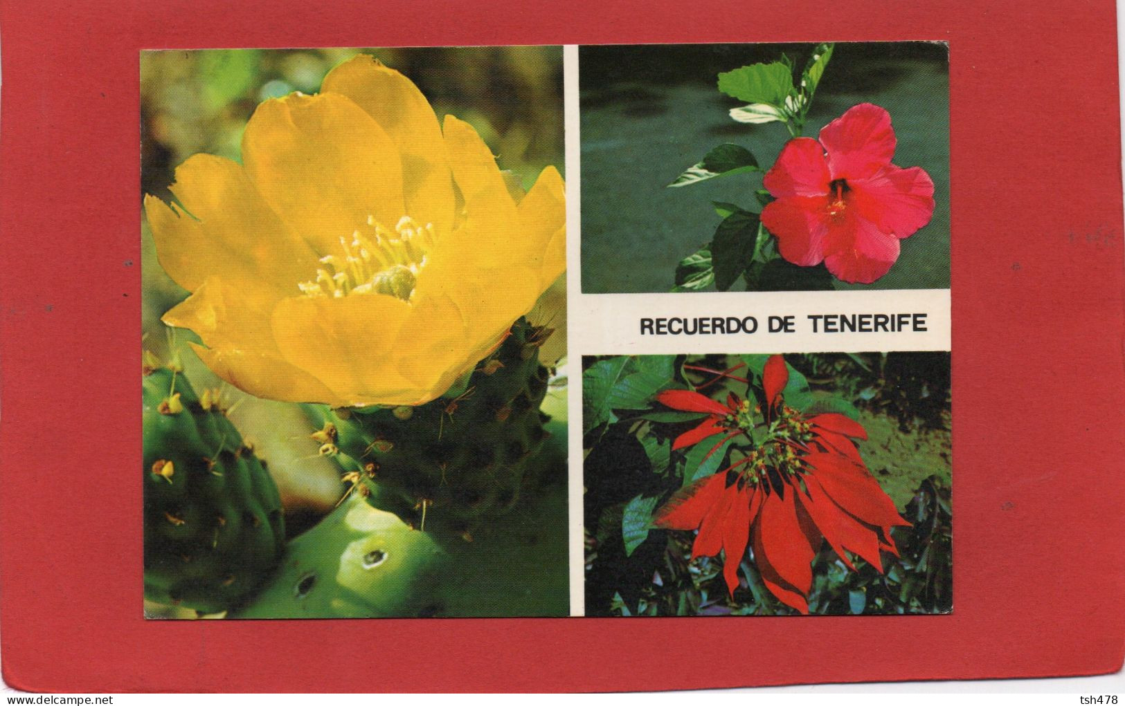 ESPAGNE---ISLAS CANARIAS--RECUERDO DE TENERIFE---Multi-vues--voir 2 Scans - Tenerife