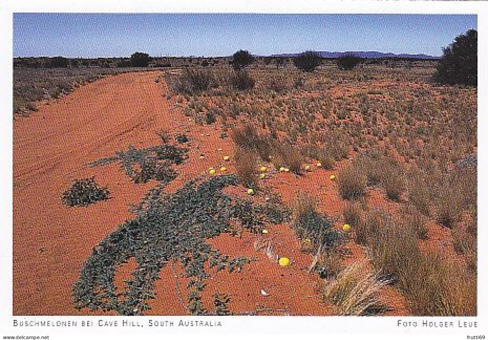 AK 186994 AUSTRALIA - Buschmelonen Bei Cave Hill - Autres & Non Classés