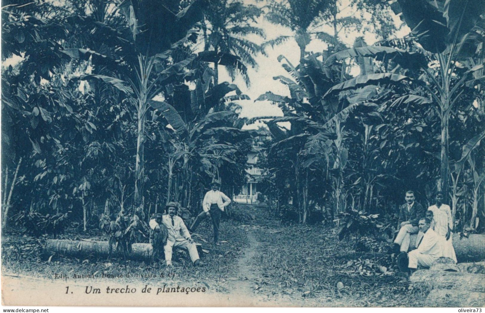 SÃO TOME E PRINCIPE - Um Trecho De Plantação - Sao Tome En Principe