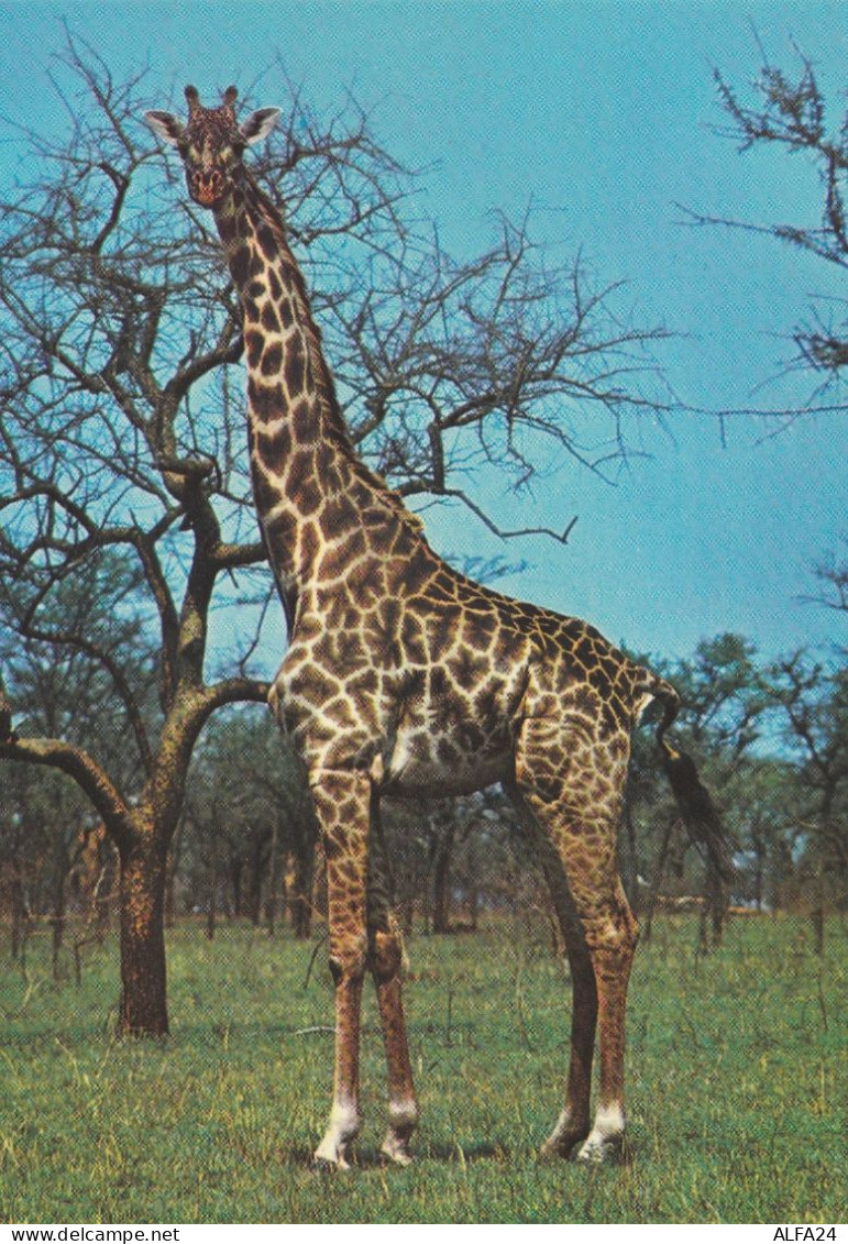 CARTOLINA ANNI 50 NON VIAGGIATA NUOVA TEMATICA GIRAFFA (SY35 - Giraffes