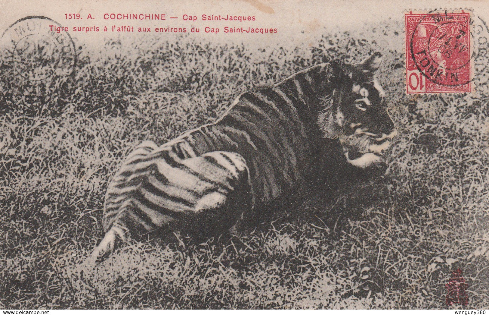 COCHINCHINE      Cap Saint-Jacques   Tigre Surpris à L'affût Aux Environs Du Cap St Jacques  TB PLAN 1908 RARE - Tigri