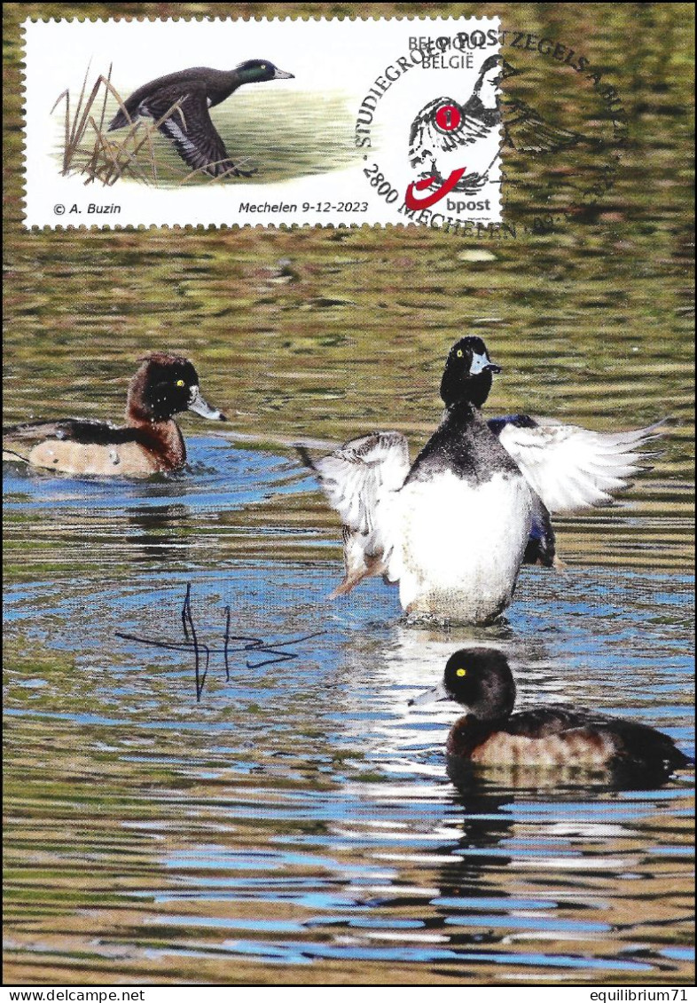 CS/HK° - Fuligules / Canards / Eenden / Enten / Ducks - BUZIN - SIGNÉ/GETEKEND - Storia Postale