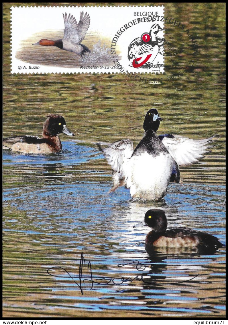 CS/HK° - Fuligules / Canards / Eenden / Enten / Ducks - BUZIN - SIGNÉ/GETEKEND - Cartas & Documentos