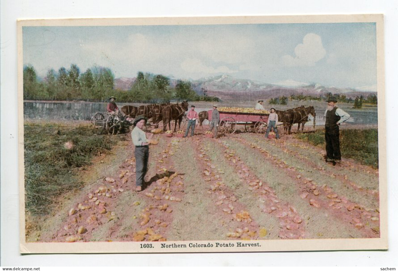 ETATS UNIS Northen COLORADO Potato Harvest Agriculture Récolte Des Pommes De Terre   Ouvriers Champ  D25  2020  - Other & Unclassified