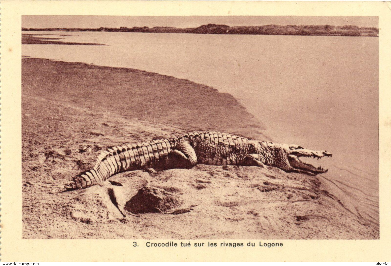 PC AFRICA CROCODILE TUÉ SUR RIVAGES DU LOGONE FRENCH EQUATORIAL AFRICA (a51561) - Centrafricaine (République)