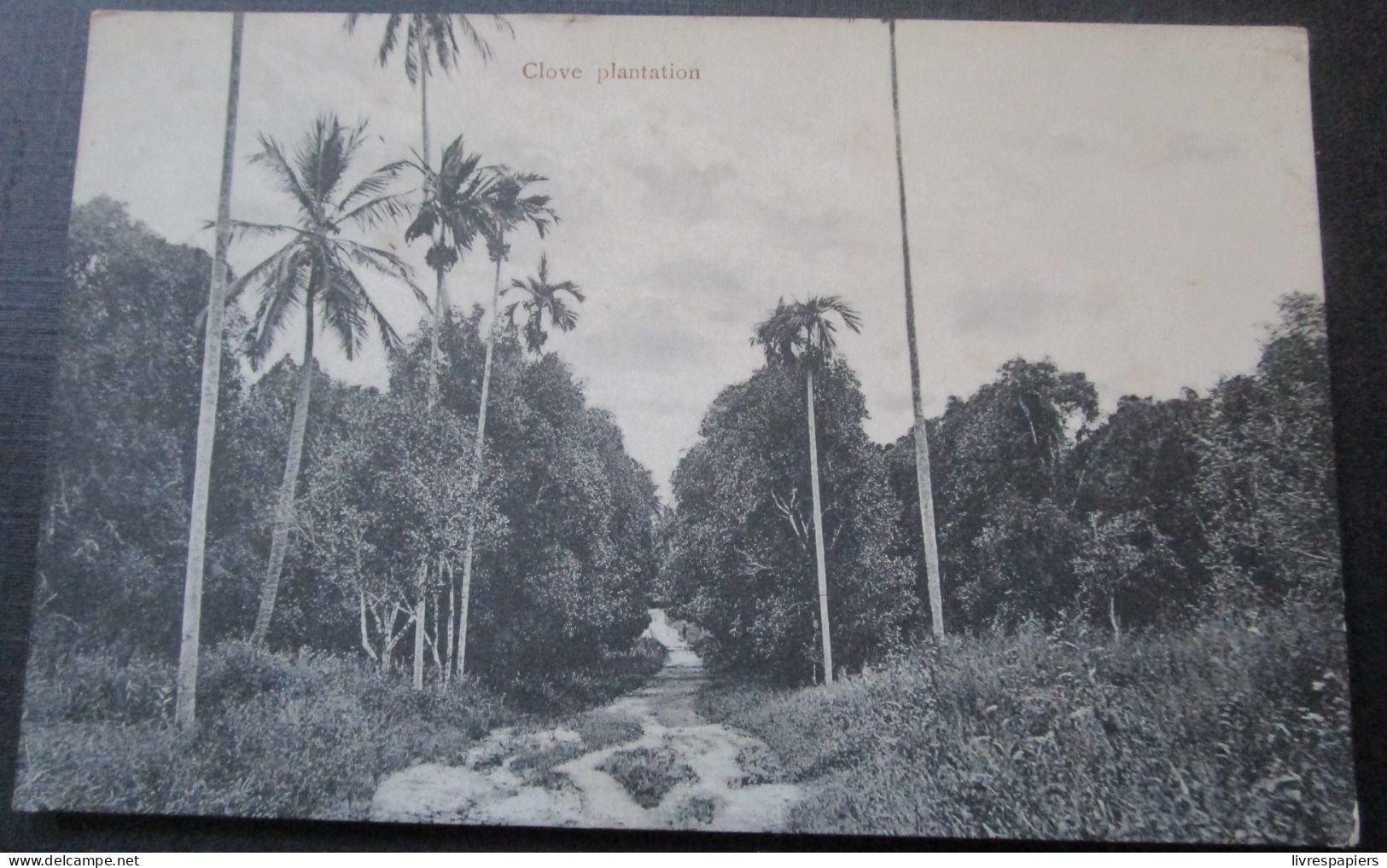 Zanzibar Clove Tree Plantation Lot 2 Cpa Tanzanie - Tanzania