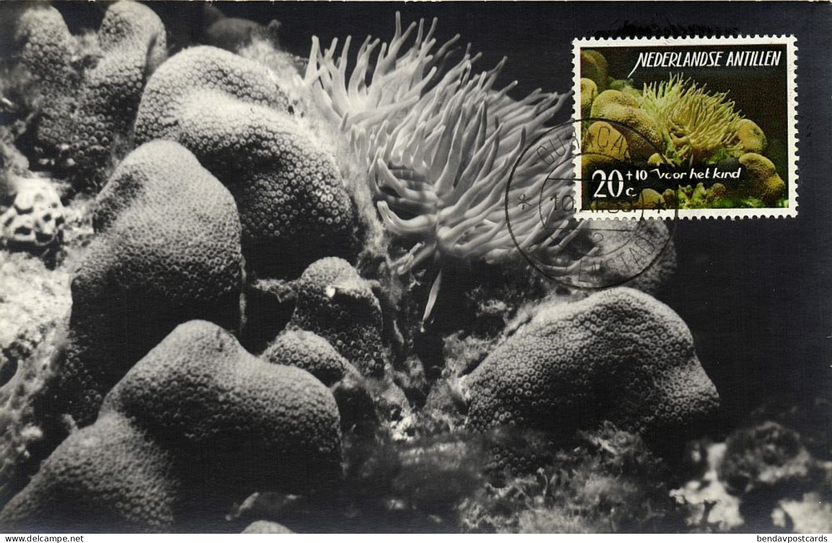 Curacao, N.A., First Day Edition, Sea Anemone, Coral (1965) RPPC Postcard - Curaçao