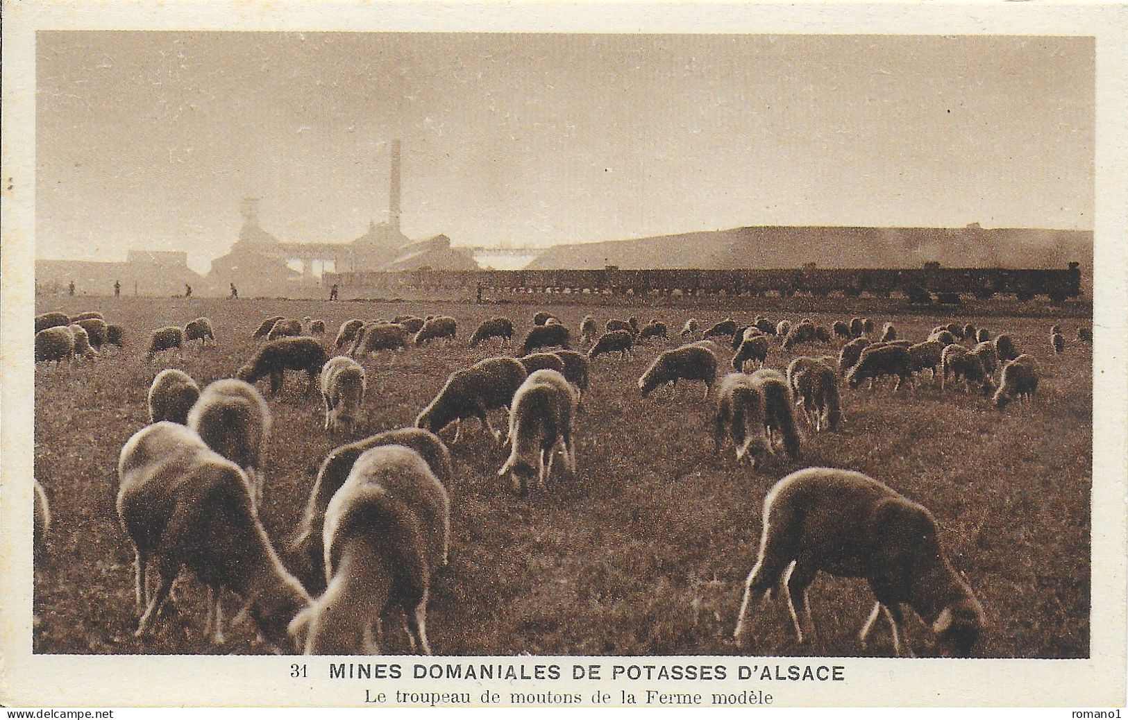 68)  WITTENHEIM - Mines Domaniales De Potasses D' Alsace -  Le Troupeau De Moutons De La Ferme Modèle - Wittenheim