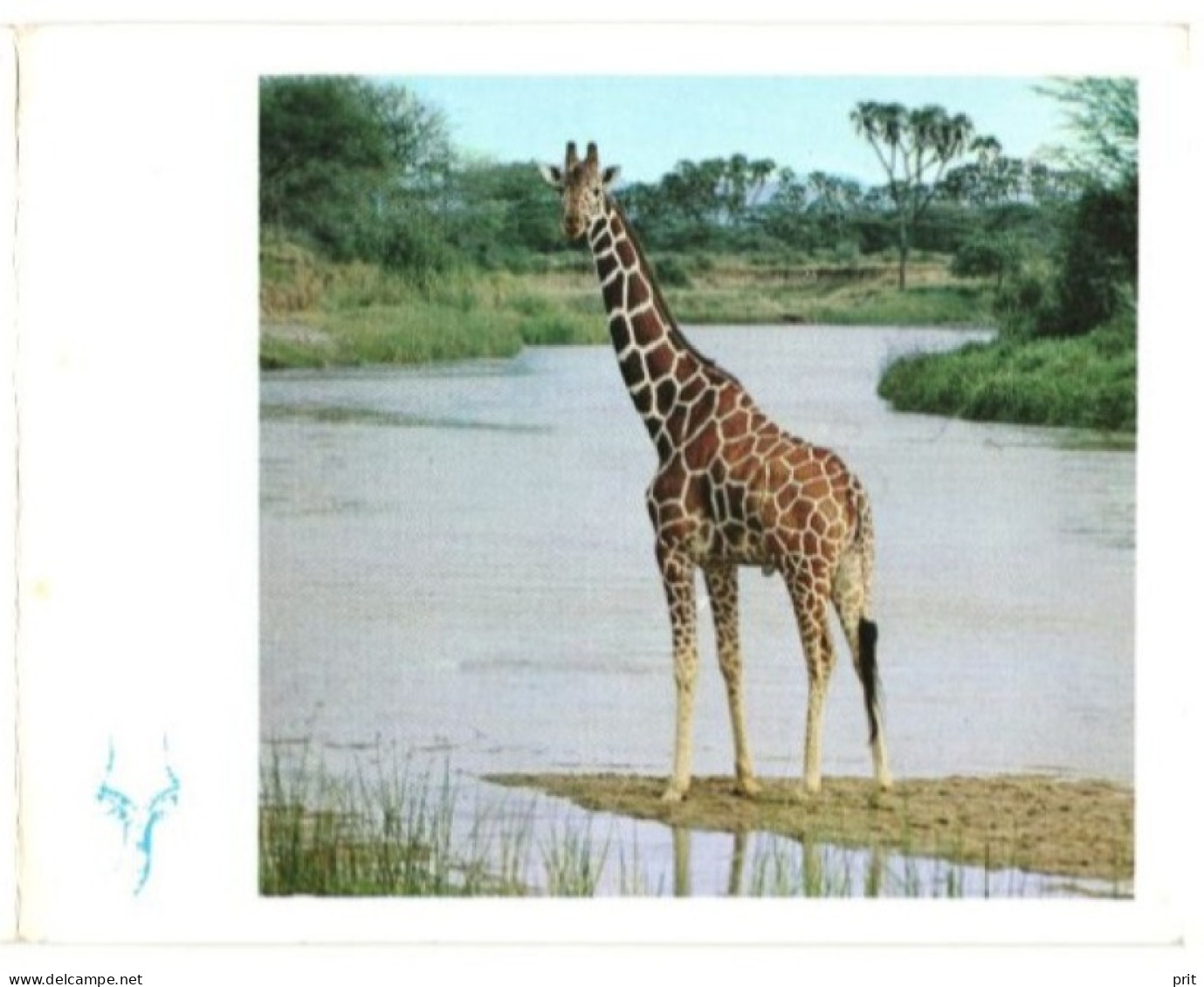 Giraffe. Used Two-side Card. Publisher East African Wild Life Society EAWLS, Nairobi Kenya - Girafes