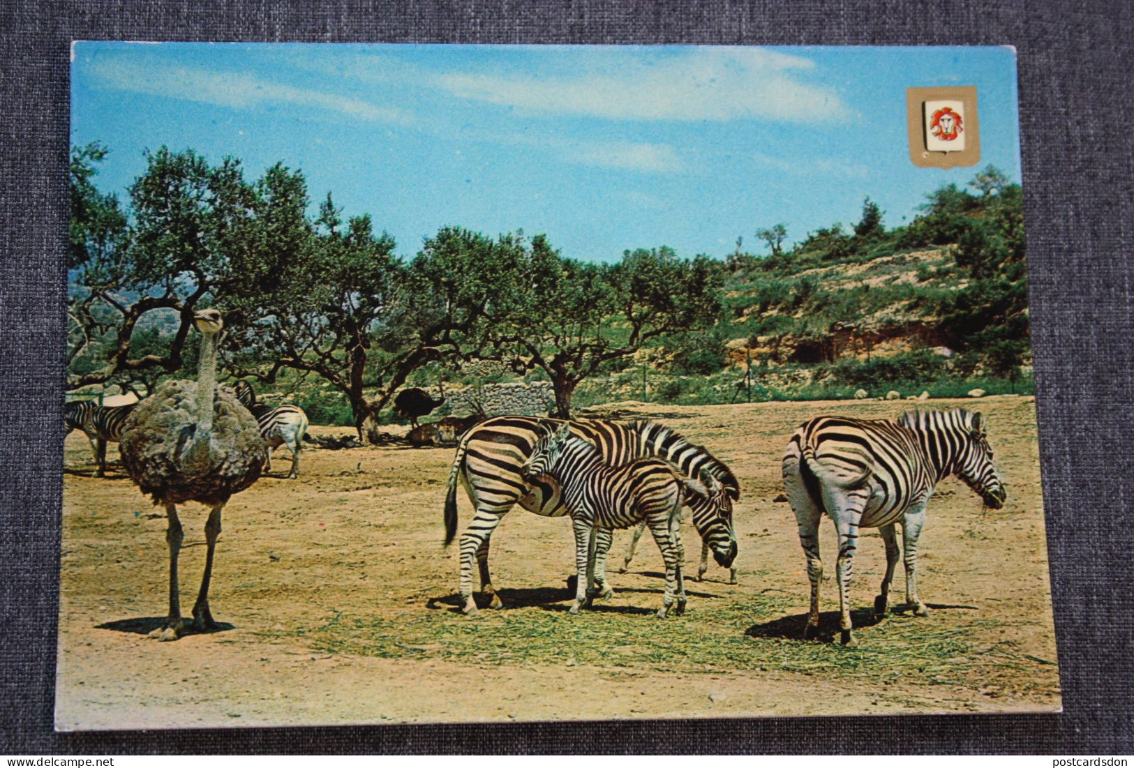 Tarragona, Rio Leon , Safari Zoo, Zebra. Ostrich - Old Postcard - Zebras