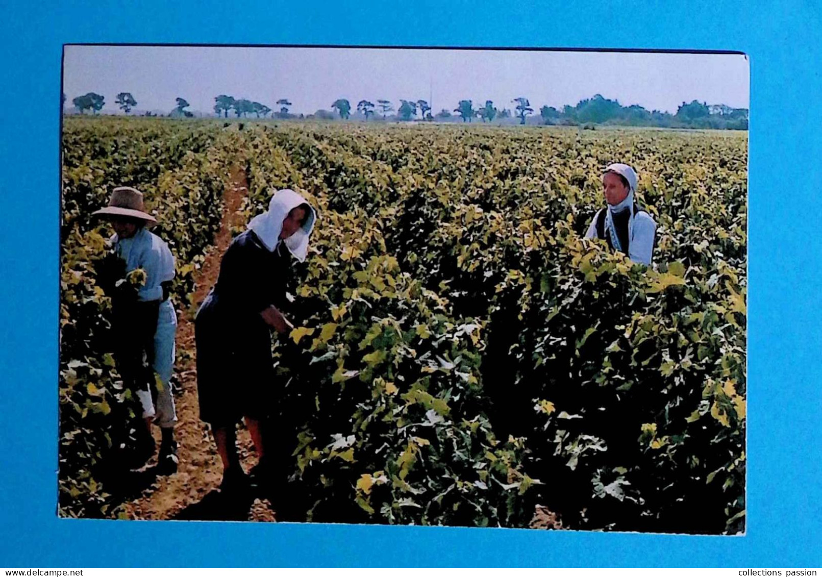 Cp, Agriculture, Vignes, Vin, 17, ILE DE RE, Femme En Quichenotte, Paysans En Costume De Travail Dans Les Vignes - Viñedos