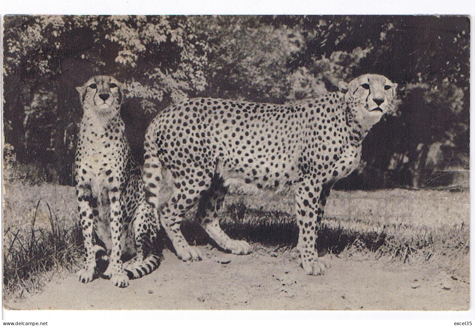 75 PARIS -N° 446 UN COUPLE DE GUEPARDS - PARC ZOOLOGIQUE DU BOIS DE VINCENNES, Oblitérée GARE ST LAZARE - Tigers