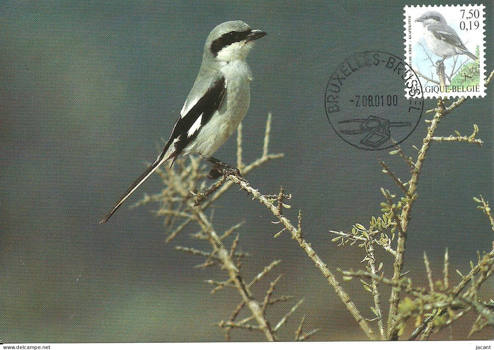 Carte Maximum - Oiseaux - Belgique - Picanço Grande - Pie-grièche Grise - Great Grey Shrike - Lanius Excubitor - 1991-2000