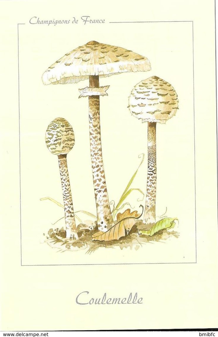 * Champignons De France - Coulemelle - Mushrooms