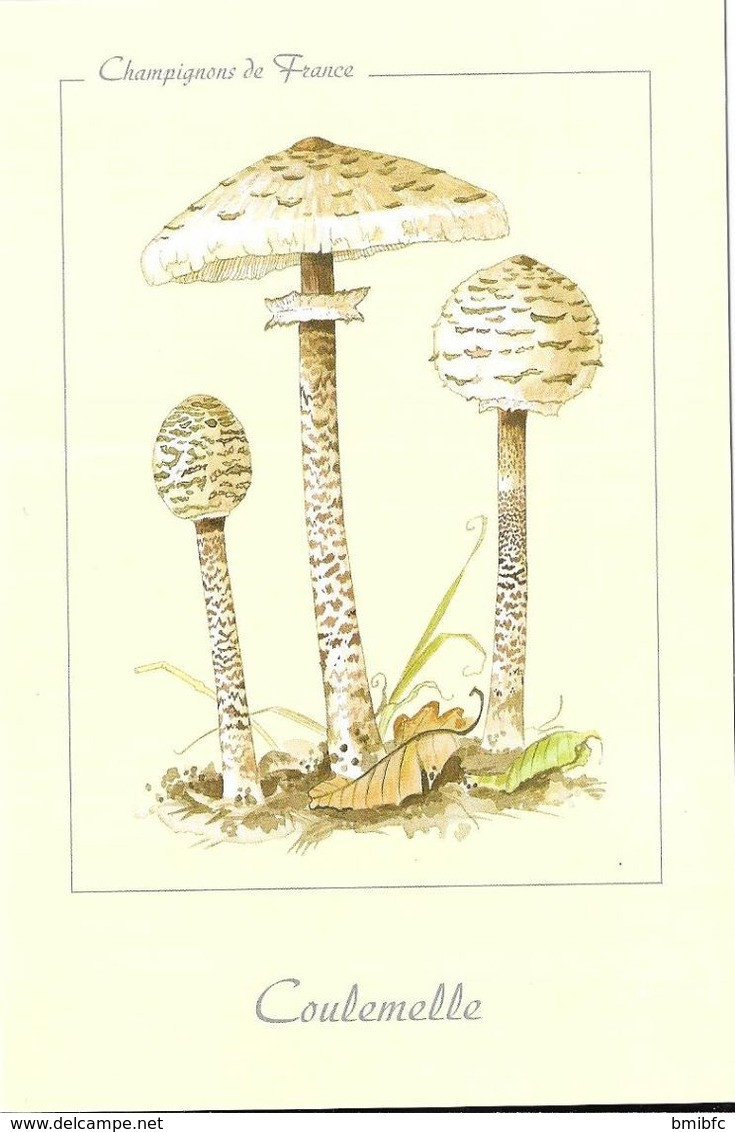 * Champignons De France - Coulemelle - Funghi