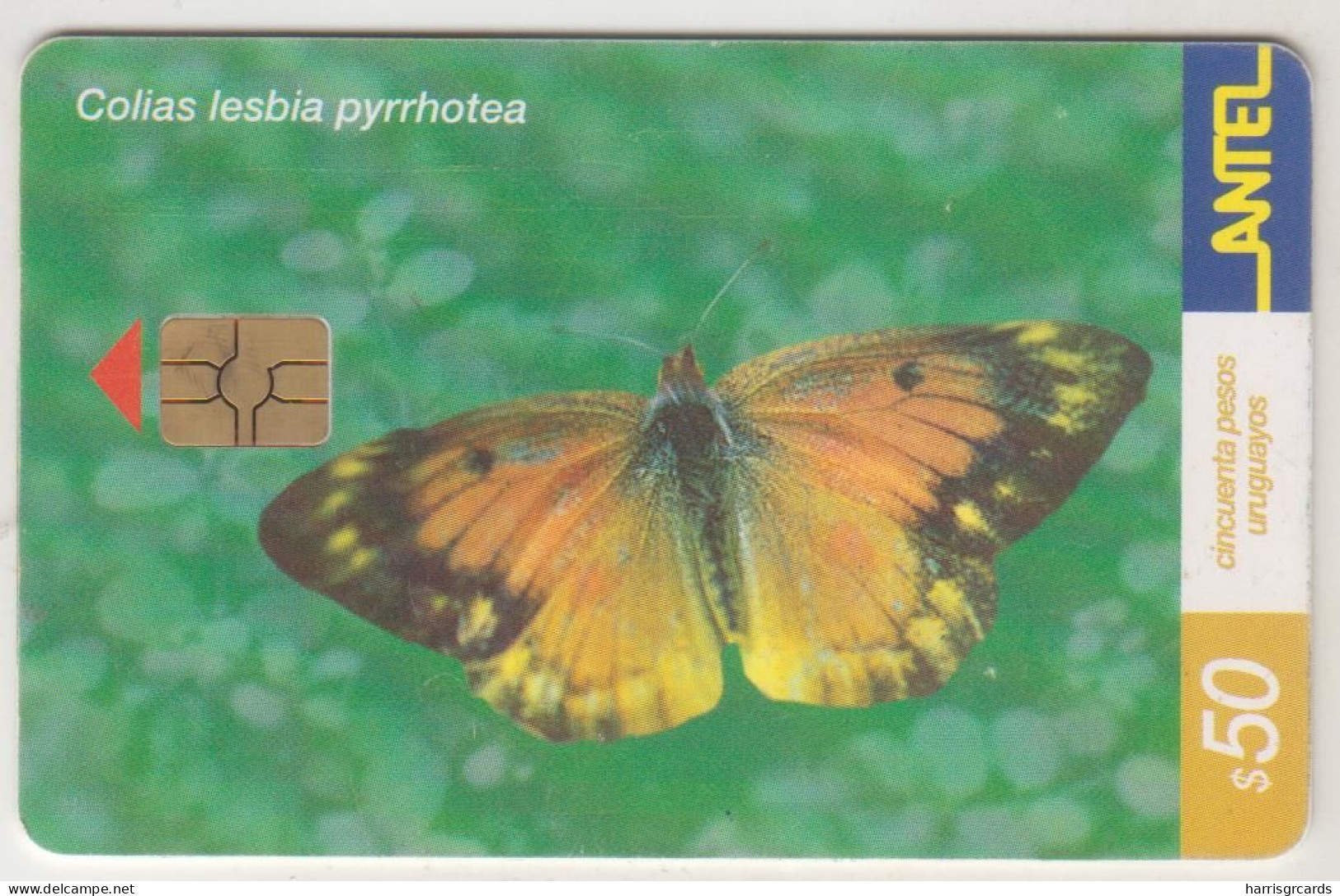 URUGUAY - Colias Lesbia Pymotea, TC 189a, 50 $ , Tirage 100.000, Used - Uruguay