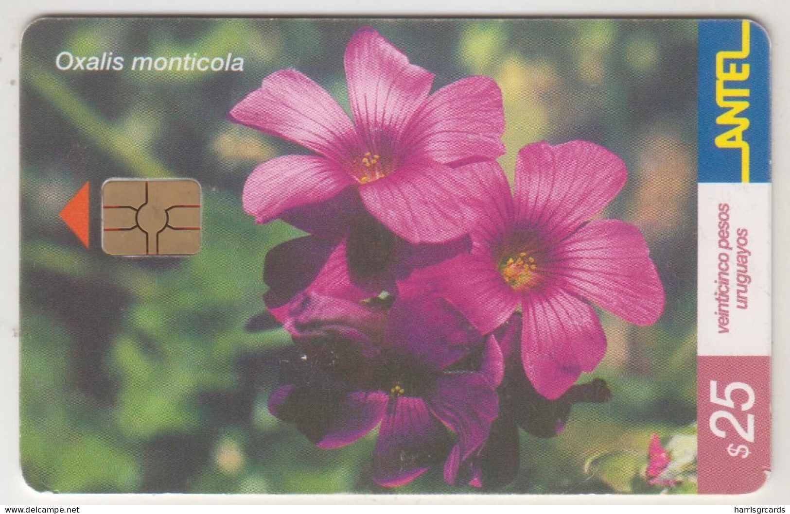 URUGUAY - Mandevilla, TC 216a, 25 $ , Tirage 200.000, Used - Uruguay