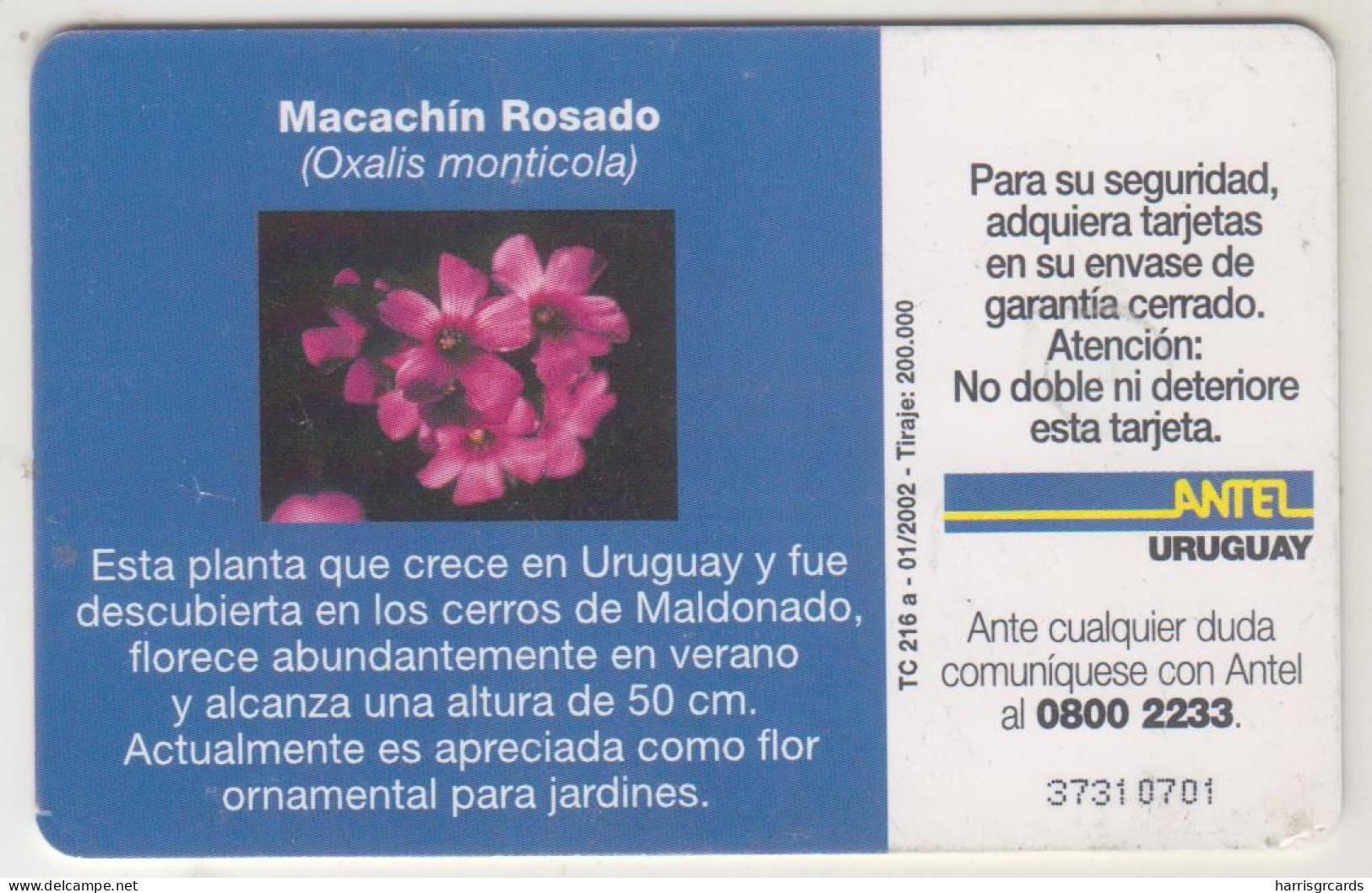 URUGUAY - Mandevilla, TC 216a, 25 $ , Tirage 200.000, Used - Uruguay