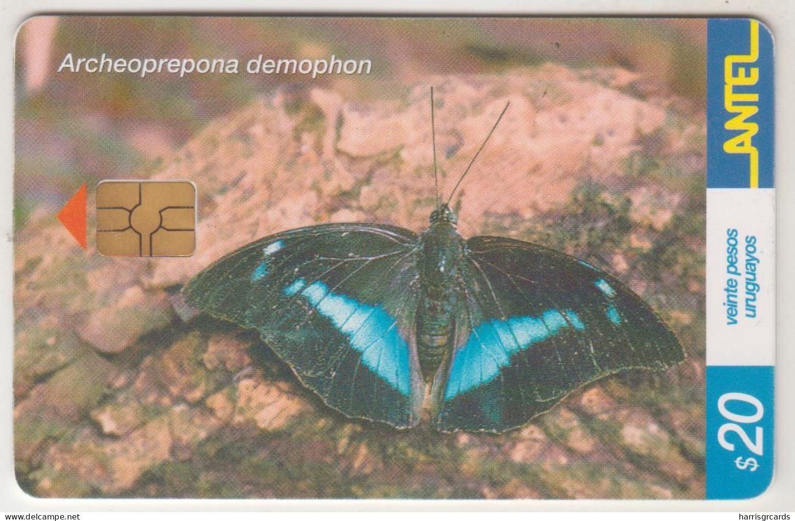 URUGUAY - Archeoprepona Demophon (Butterfly), TC 242a, Chip: GEM5 (Black), 20 $ , Tirage 200.000, Used - Uruguay