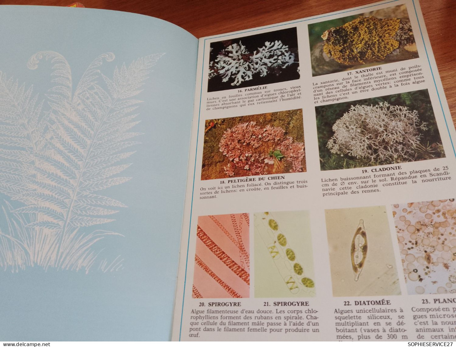 146 // DOCUMENTATION SCOLAIRE  / IMAGES ENCYCLOPEDIE / "PLANTES SANS FLEURS"   / 1975 / 15 PAGES - Sciences