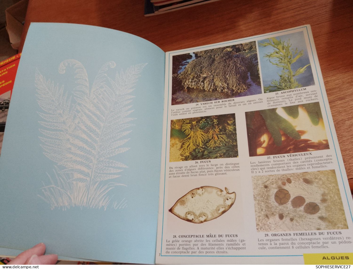 146 // DOCUMENTATION SCOLAIRE  / IMAGES ENCYCLOPEDIE / "PLANTES SANS FLEURS"   / 1975 / 15 PAGES - Sciences