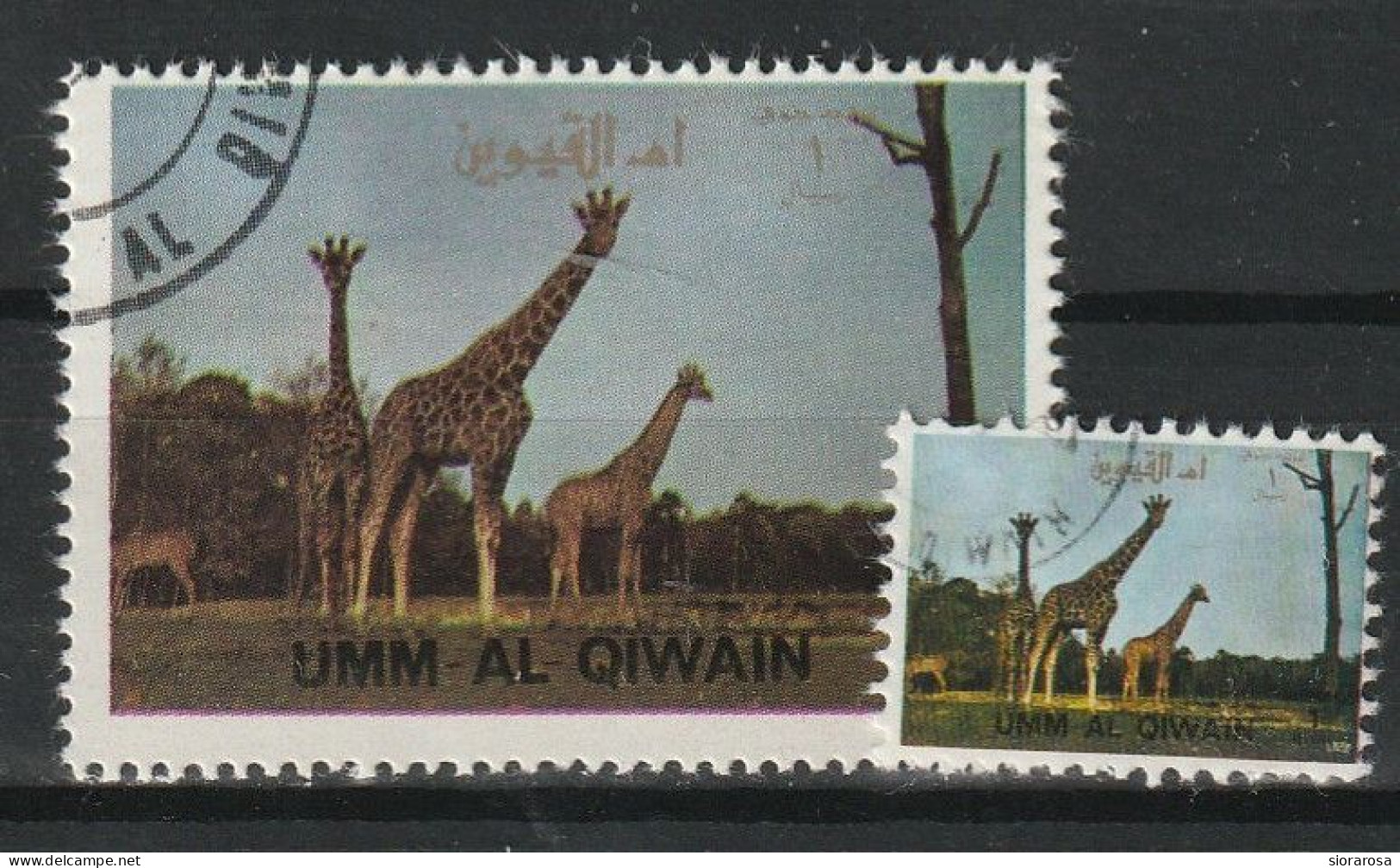 Umm Al Qiwain 1972 Animali Selvaggi - Wild Animals - Giraffe (Giraffa Camelopardalis) And Ministamp CTO - Giraffes