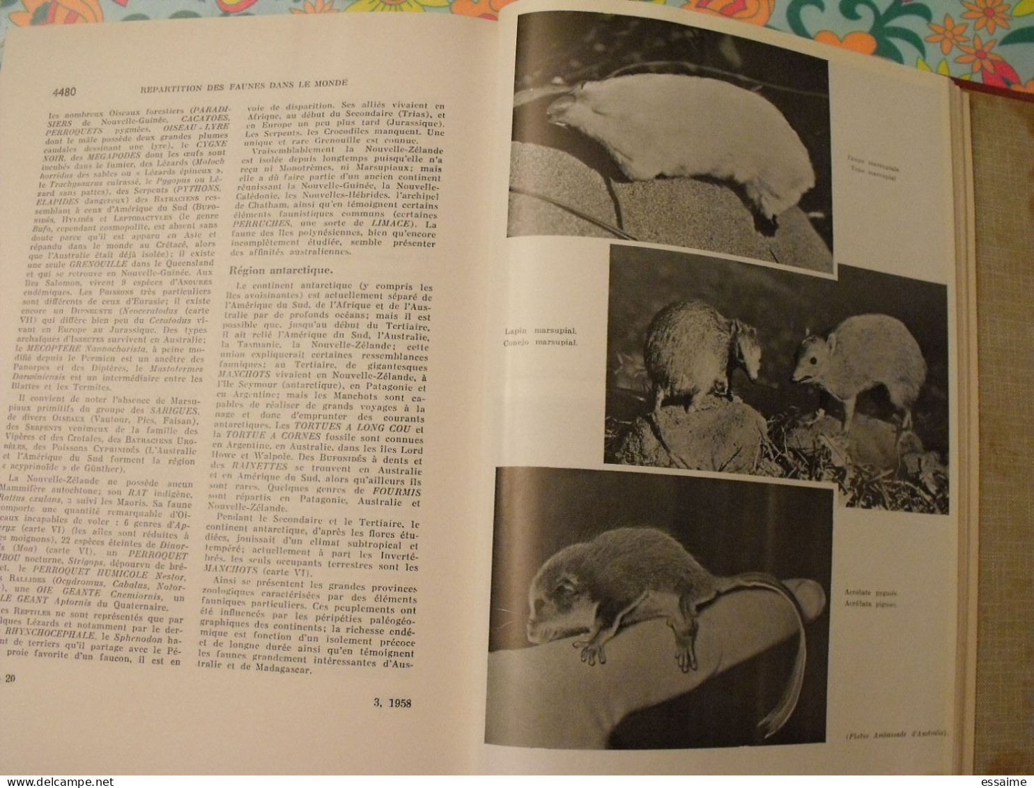 Encyclopédie Clartés. Etres Vivants. Végétaux Et Animaux. 1976. Très Illustré - Encyclopédies