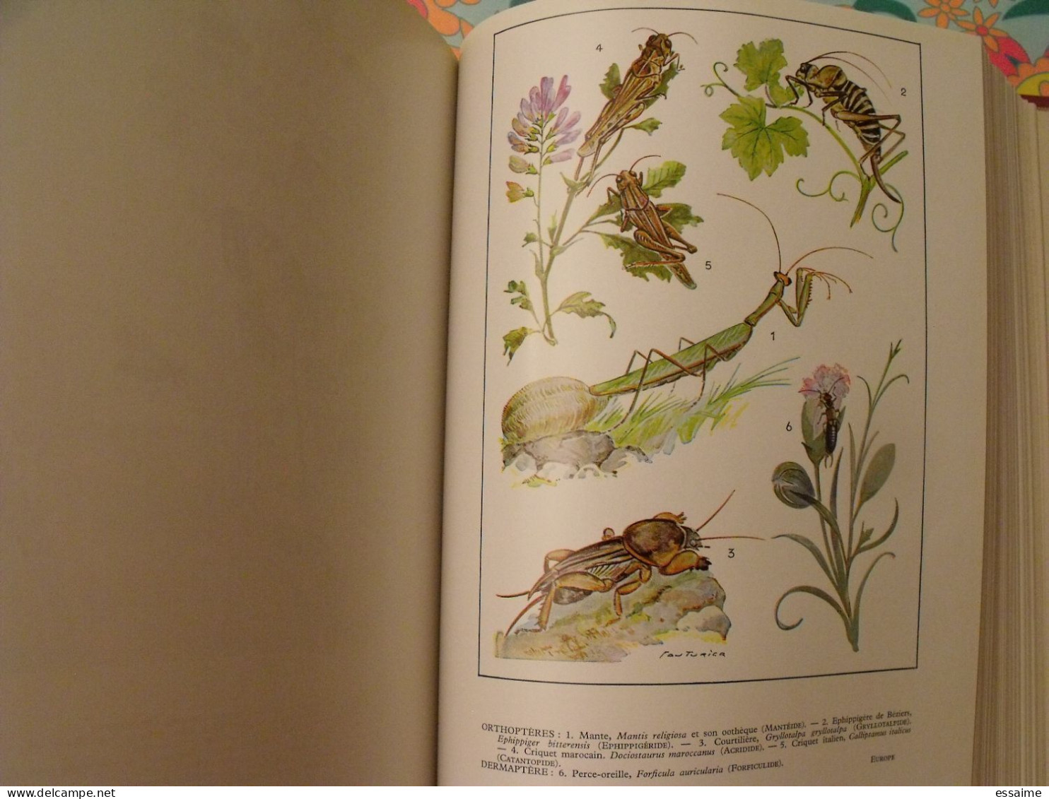 encyclopédie Clartés. Etres vivants. végétaux et animaux. 1976. très illustré