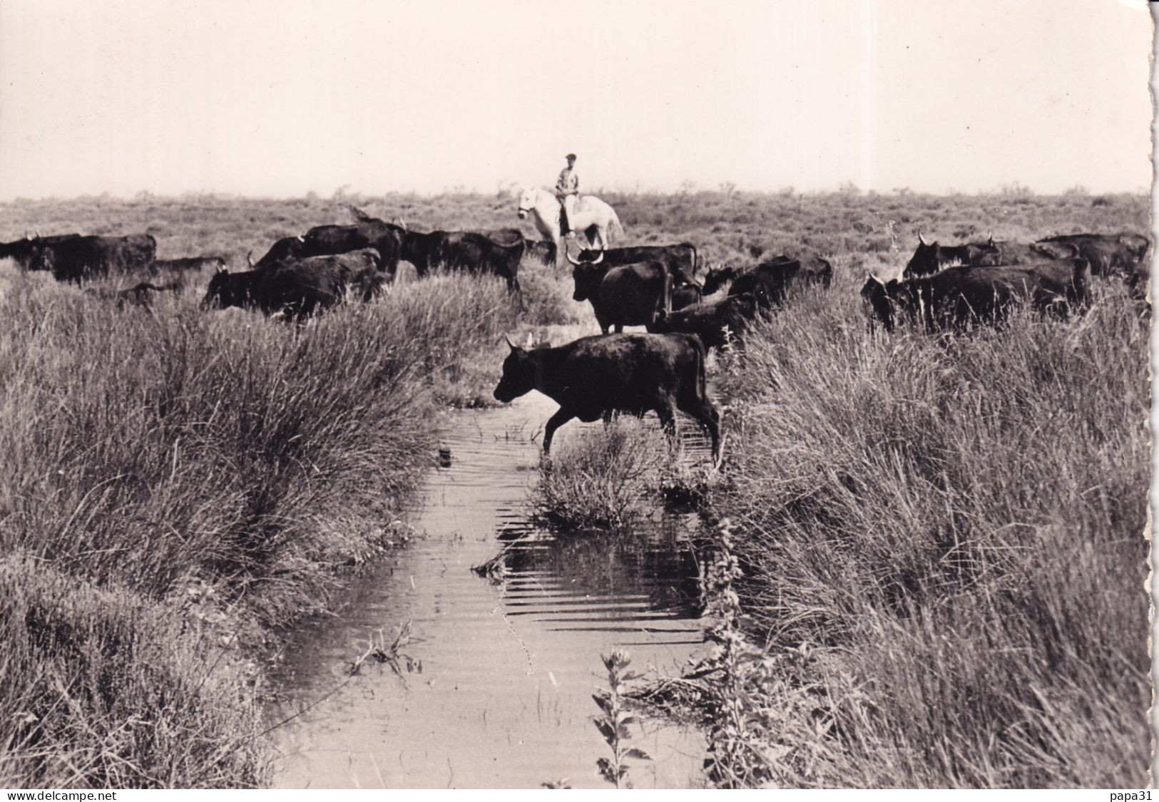 LA CAMARGUE - Une Manade - Bull