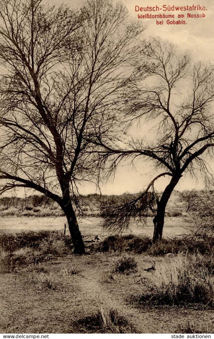 Kolonien Deutsch-Südwestafrika Gobabis Weißdornbäume Am Nossob I-II Colonies - Ehemalige Dt. Kolonien