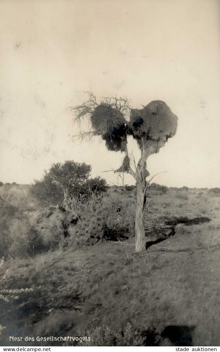 Kolonien Deutsch-Südwestafrika Nest Des Gesellschaftsvogels I-II Colonies - Ehemalige Dt. Kolonien