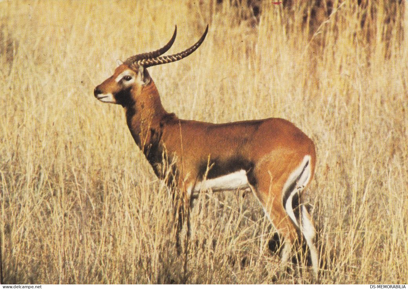 Zambia - Black Lechwe - Zambie