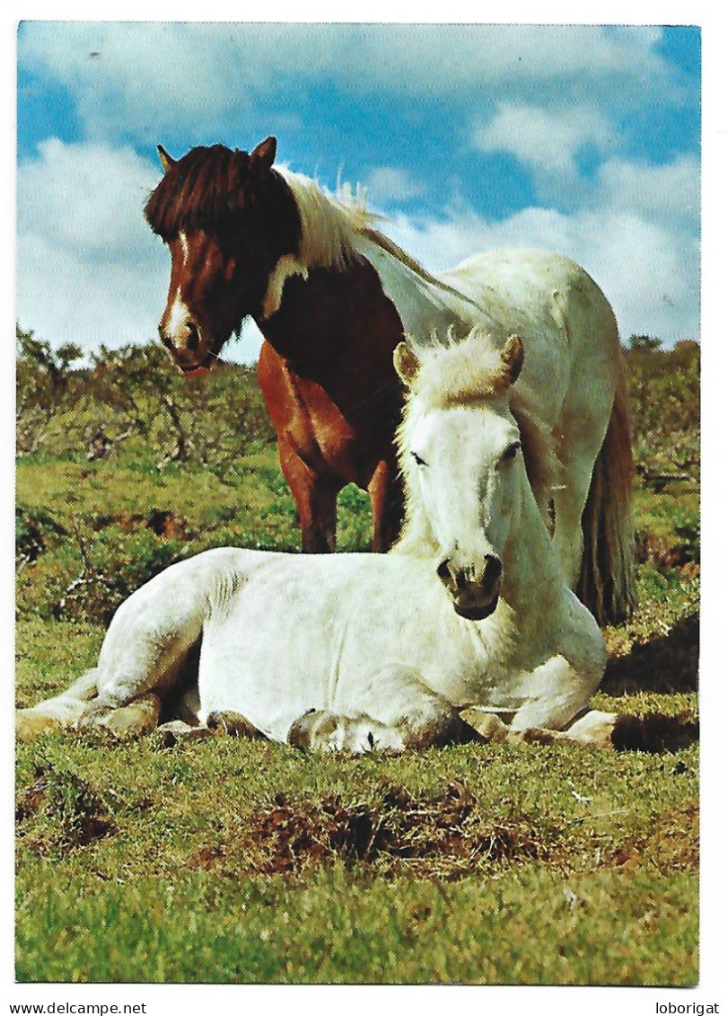 PONIES.- ICELAND.-  ( ISLANDIA ) - Islande