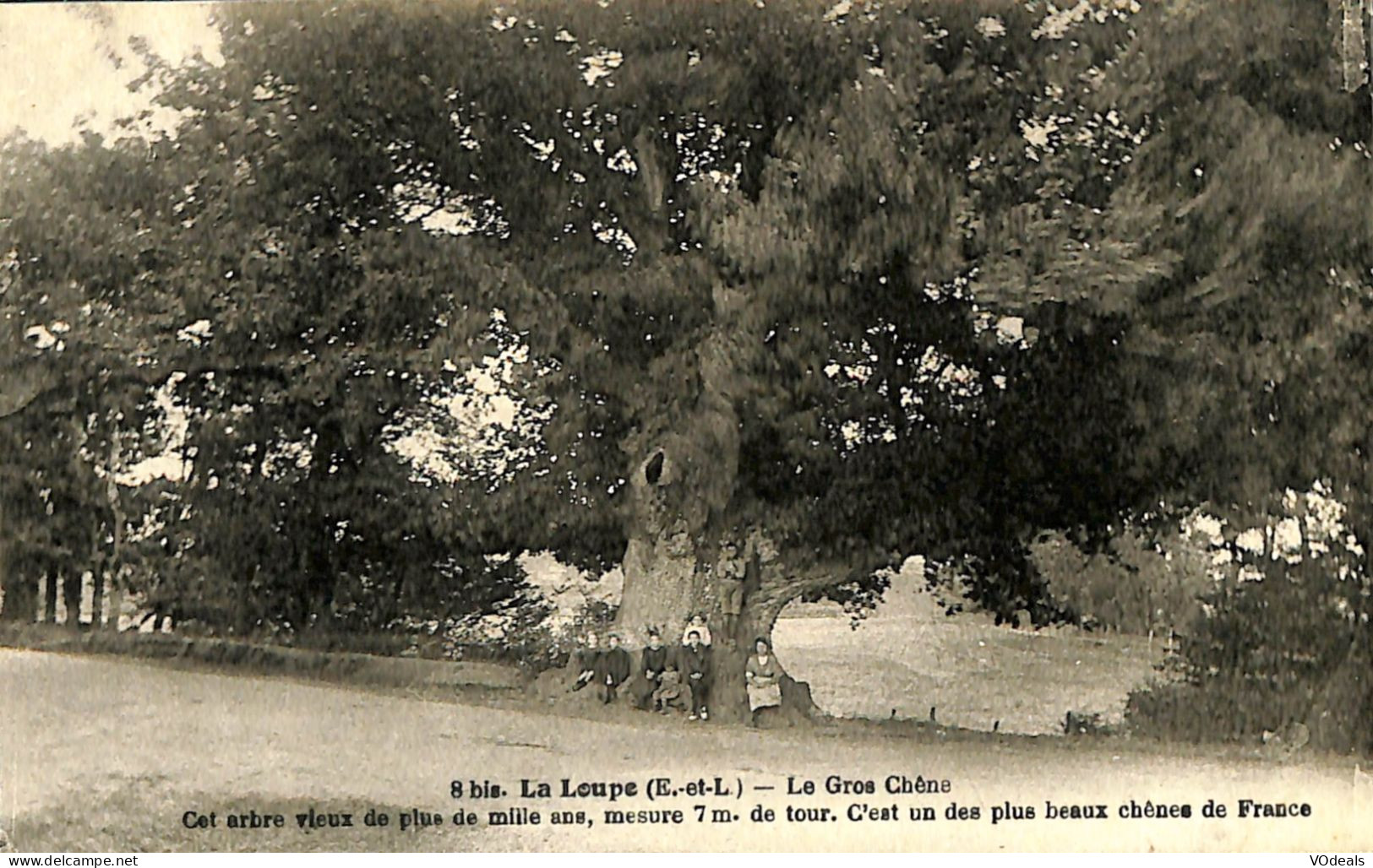 France (28) Eure Et Loire - La Loupe - Le Gros Chêne - La Loupe